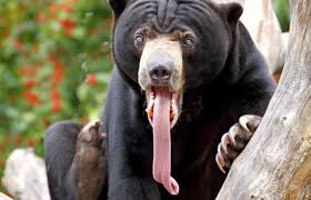 Image result for sun bear wikipedia